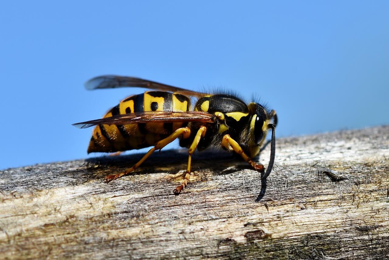 Fjernelse af hvepsebo i København og på Sjælland